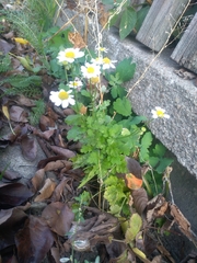 Tanacetum parthenium