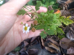 Tanacetum parthenium