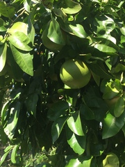 Citrus paridisi