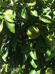 Citrus paridisi
