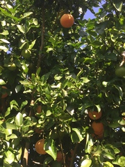 Citrus paridisi