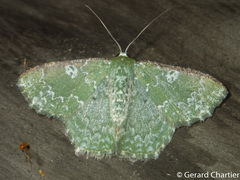 Eucyclodes albisparsa