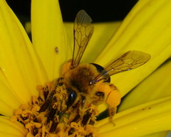 Andrena helianthi