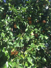 Citrus paridisi