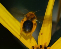 Andrena helianthi