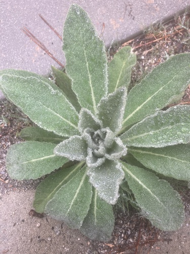 iNaturalist observation photo of great mullein