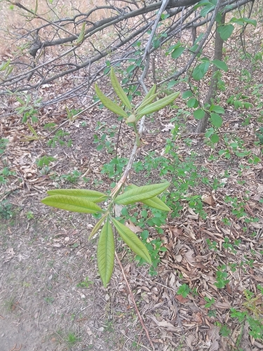Image of Quercus imbricaria by (c) Navin Sasikumar, some rights reserved (CC BY)