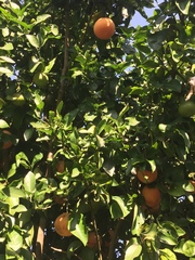 Citrus paridisi