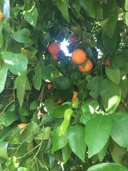 Citrus paridisi