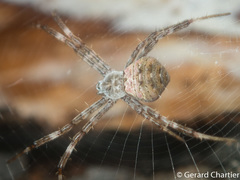 Argiope hoiseni