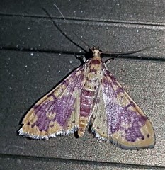 Conogethes haemactalis