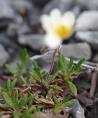 Dryas integrifolia