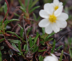 Dryas integrifolia