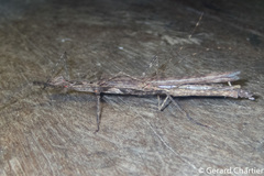 Trachythorax maculicollis