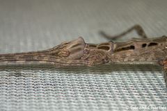 Trachythorax maculicollis
