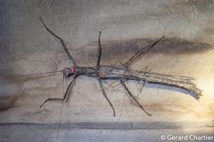 Trachythorax maculicollis