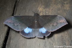 Ischyja inferna