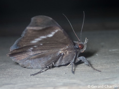 Ischyja inferna