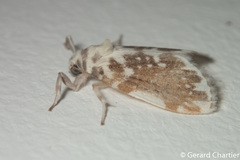 Pseudoadites frigida