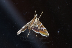 Agrioglypta fulguralis