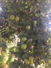 Diospyros
