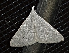 Dichromodes usurpatrix