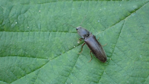 common brown click beetle, 3432 NE Nieuwegein, Nederland, photo 7 of 10