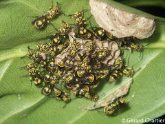 Ropalidia ornaticeps