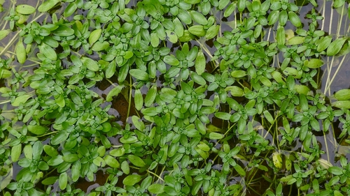 Various-leaved Water-starwort (Callitriche platycarpa)
