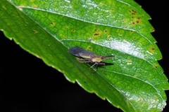 Dictyophara okinawensis