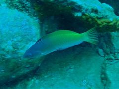 Halichoeres prosopeion