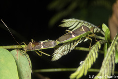 Homoeocerus meniscus