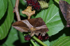 Bastilla fulvotaenia