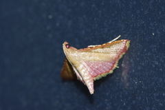 Endotricha minialis