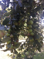 Diospyros