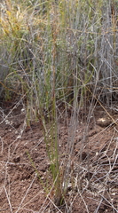 Schoenus brevifolius