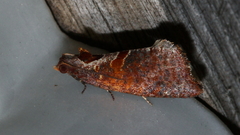 Glyphidoptera insignana