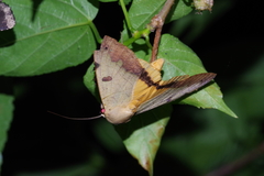 Ophiusa tirhaca