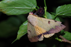 Ophiusa tirhaca