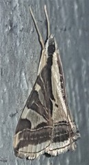 Agrioglypta excelsalis