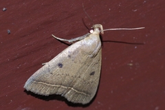Simplicia discosticta