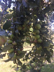 Diospyros