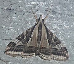 Agrioglypta excelsalis