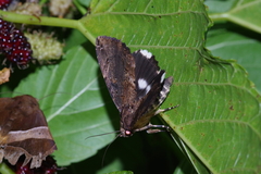 Ercheia dubia