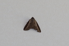 Lophoptera squammigera