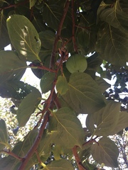 Diospyros