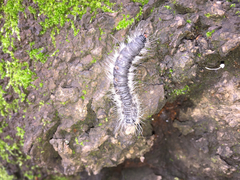 Phalera flavescens
