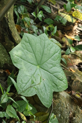 Image of Dysosma pleiantha by no rights reserved