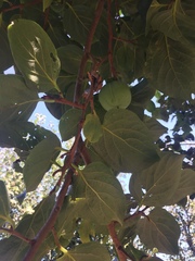 Diospyros