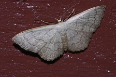 Scopula plumbearia